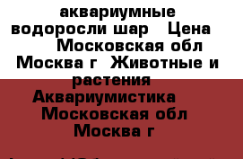 аквариумные водоросли шар › Цена ­ 500 - Московская обл., Москва г. Животные и растения » Аквариумистика   . Московская обл.,Москва г.